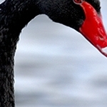 Cygne noir sur l'eau